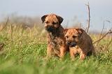 BORDER TERRIER 167